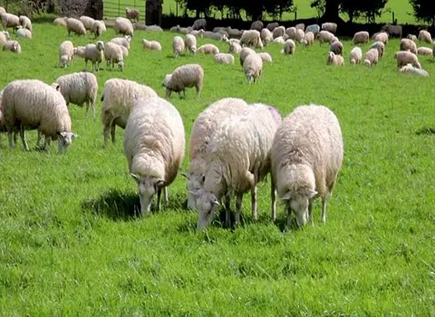 تصویر 4 از خرید گوسفند زنده اراک + قیمت فروش استثنایی